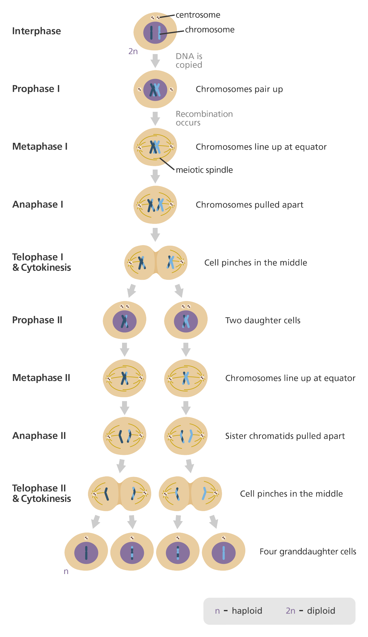 <p>produces FOUR haploid cells →  SISTER CHROMATIDS are separated</p><ul><li><p>prophase: chromosomes condense and the nuclear envelope breaks down</p></li><li><p>metaphase: chromosomes line up along equator of dividing cells</p></li><li><p>anaphase: sister chromatids separated by spindle microtubules and are pulled towards opposite poles of the cell</p></li><li><p>telophase: cytokinesis occurs, four granddaughter cells are formed - each containing half the number of chromosomes of the parent cell</p></li></ul>