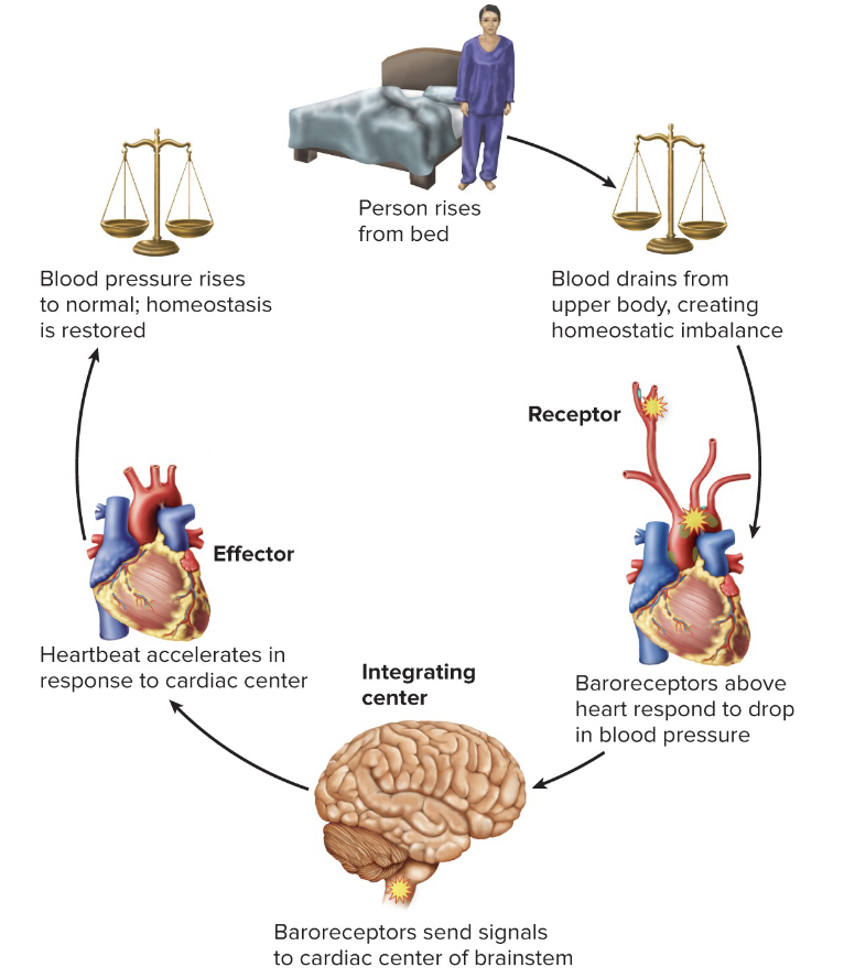Receptor
