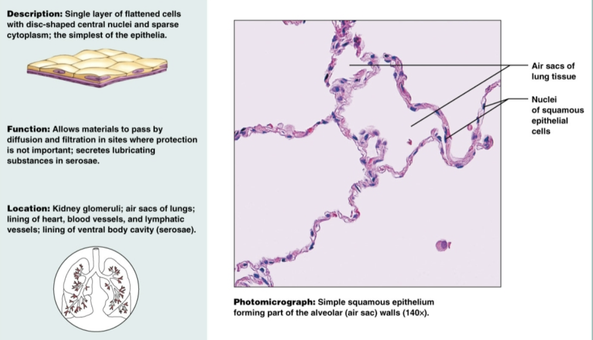 <p>single-layer of flat, sheet-like cells that line various surface in the body. Allows materials to pass by diffusion and filtration</p>