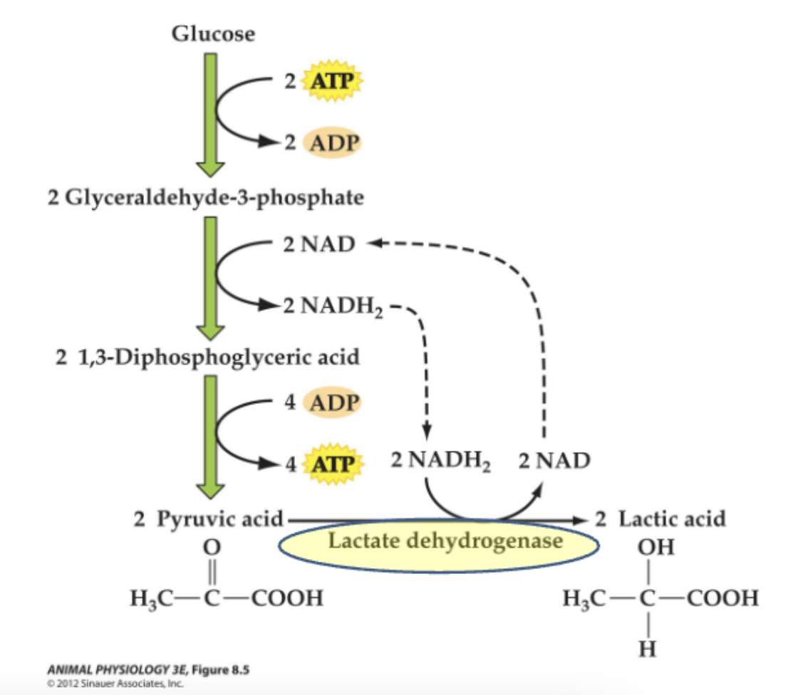 <ul><li><p>principle anaerobic catabolic pathway of vertebrates </p></li><li><p>1 pyruvic acid → 1 molecule lactic acid </p></li><li><p>no ATP generated w/ lactic acid, creating intermediate so that glycolysis can continue </p><ul><li><p>if lactic acid accumulates- damages our muscle cells/tissue so need to get rid of it (shuttled to liver) </p></li></ul></li></ul><p></p>