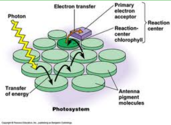 <p>For passing electrons - think of flashcards</p><ul><li><p>can only pass the hydrogen to the molecule that is close to it</p></li><li><p>can’t pass the electron to molecule that has one</p><ul><li><p>Ms. Chamness is the <strong>reaction center</strong></p><ul><li><p>where the hydrogen’s leave, having an empty space, so the electrons are all drawn there</p></li></ul></li><li><p>everyone’s flashcards get passed towards her</p></li><li><p>when everyone’s out of flashcards it doesn't stop,<strong> water can give hydrogen to keep the photosynthesis going</strong></p></li></ul></li></ul><p></p>