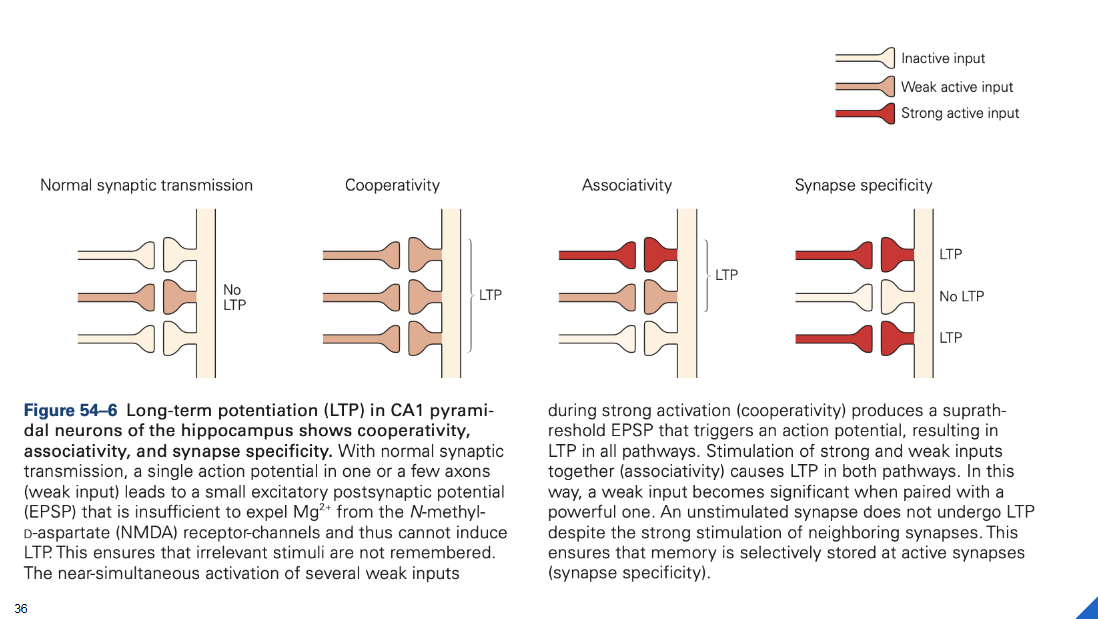 <ul><li><p>voldoende sterk → meer prikkels tegelijkertijd</p></li><li><p>associatie & tagging</p></li></ul><p></p>