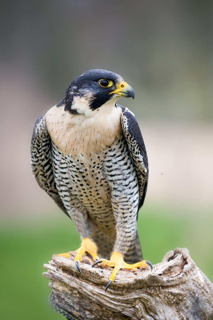 <p>What bird is this?</p>