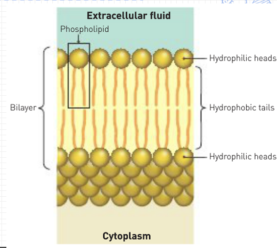 <p>Phospholipid molecules (main structure): arranged in two layers known as bilayer</p><p>each molecule has a head that is hydrophilic, tail is hydrophobic, <br><br>heads on outside, tails on inside, <br><br>drift from place to place with heads and tails moving, keeping membrane fluid</p>