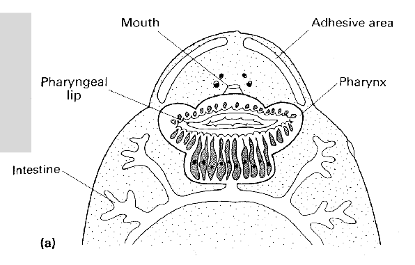 <p>-surface browsing (entobdella)</p><p>-blood feeding (polystoma)</p><p>-bulk tissue feeding (Fasciolia juveniles)</p><p>-nutrient uptake across the body wall (cestode)</p>