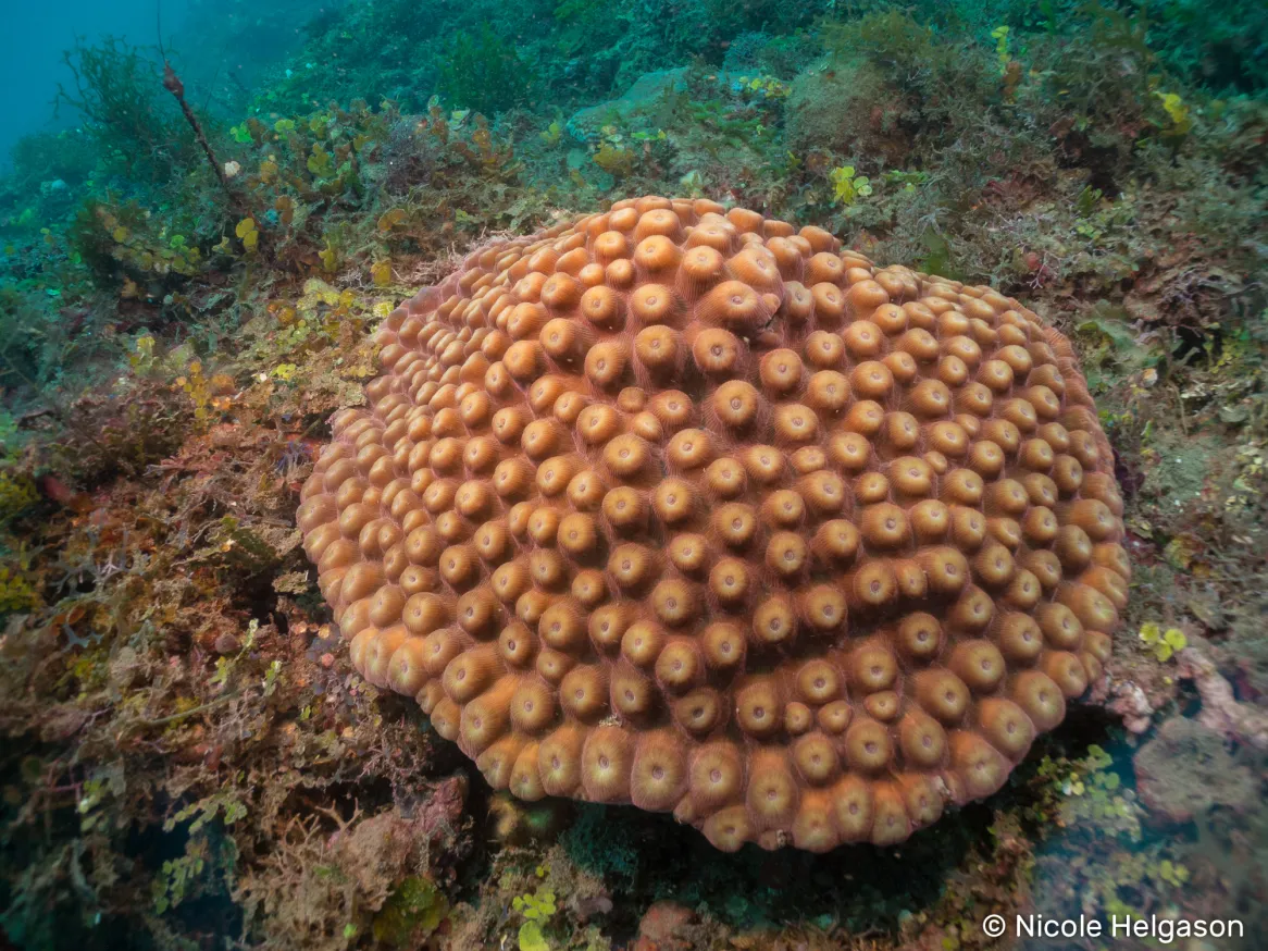 <p>like starlet coral but sockets are raised then indented (&amp; star shaped)</p>