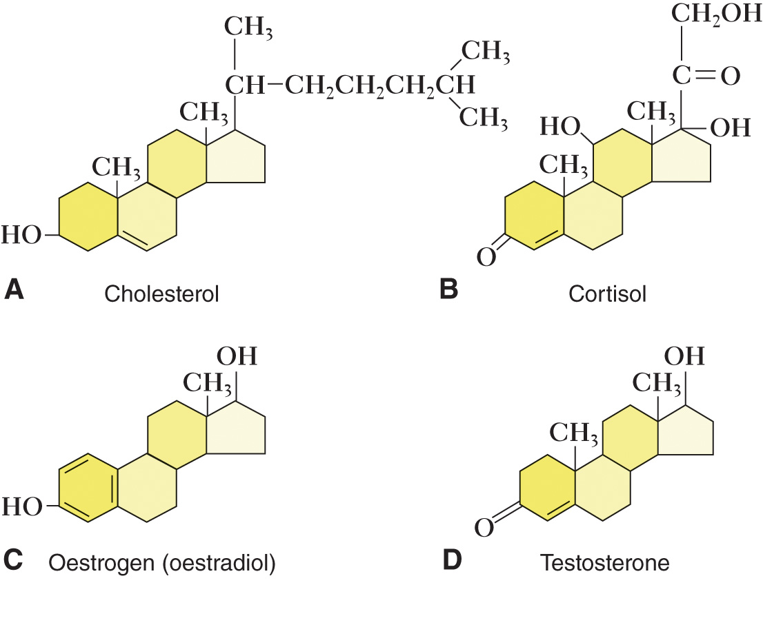 Steroid Compounds