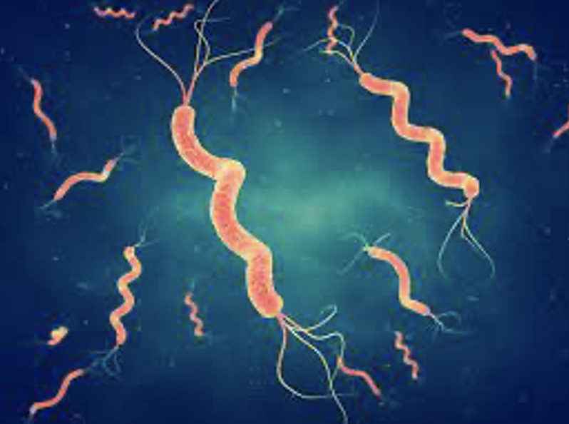 IDENTIFY THE BACTERIA.