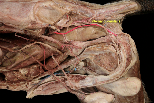 <p><span>The _________ artery is a branch of the </span>_________<span> artery and supplies the internal and external genitalia in the male and female with branches that occur on both the left and the right side. In the male, the major vessel is the </span>_________<span> artery, which then gives off a </span>_________<span> vesical artery to supply the </span>_________<span>. In the female, this major artery branch is called the </span>_________<span> artery and gives off a branch to anastomose with the </span>_________<span> artery to form the uterine artery. The urinary bladder is also supplied by the </span>_________<span> vesical arteries, which branch off of the internal iliac artery.</span></p>