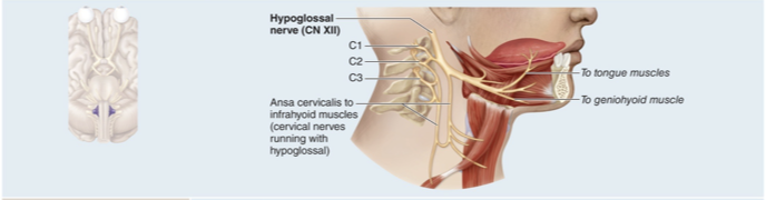 <p>Motor nerve that innervates both intrinsic and extrinsic tongue muscles “under tongue”</p><p></p>