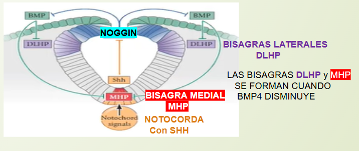 <p><u>Formación del tubo neural en el ectodermo neural</u></p><p>Modificaciones en el citoesqueleto de actina de las células bisagras laterales y medial permiten el plegamiento y fusión del tubo neural</p><p></p><p><span>➡</span>NOTOCORDA secreta SHH inhibe BMP-4 en línea media= BISAGRA MEDIAL</p><p>SHH también activa a <span>➕</span> NOGGIN y eso <span>➖</span>BMP-4 en zona lat.</p><p><span>⬇</span>BMP-4 permite la formacion de bisagras, y se cierra el tubo neural.</p><p></p><p>Resumen:</p><p><u>Notocorda<span>➡➕</span>SHH</u></p><ul><li><p><span>➕</span>NOGGIN <span>⏩</span> Bisagras Laterales</p></li><li><p><span>➖</span>BMP-4 <span>⏩</span> Bisagras mediales (MHP)</p></li></ul><p></p><p>SHH= factor parácrino que activa Vías de transcripción <span data-name="arrow_down" data-type="emoji">⬇</span>BMP y favorece eje dorso ventral</p><p></p><p>Falta de ácido fólico relacionado con defectos del cierre del tubo neural </p>