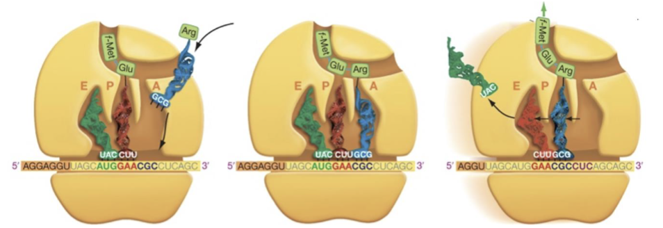 <p><span><span>Use the following diagram to answer questions 4, 5 and 6.<br>Which of the following are required for the specific process occurring above?<br>1. DNA<br>2. rRNA<br>3. mRNA<br>4. tRNA<br>5. Charged tRNA<br>6. snRNPs (snurps)<br>7. DNA Polymerase<br>8. RNA Polymerase<br>A. 1 &amp; 7<br>B. 2, 3, &amp; 5<br>C. 1, 3, 6, &amp; 8<br>D. 1, 2, 3, 5, &amp; 8<br>E. 2, 3, 4, &amp; 8</span></span></p>