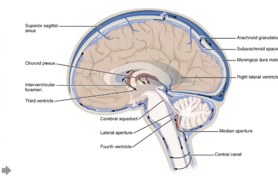 <p><strong>dural venous sinuses</strong></p>