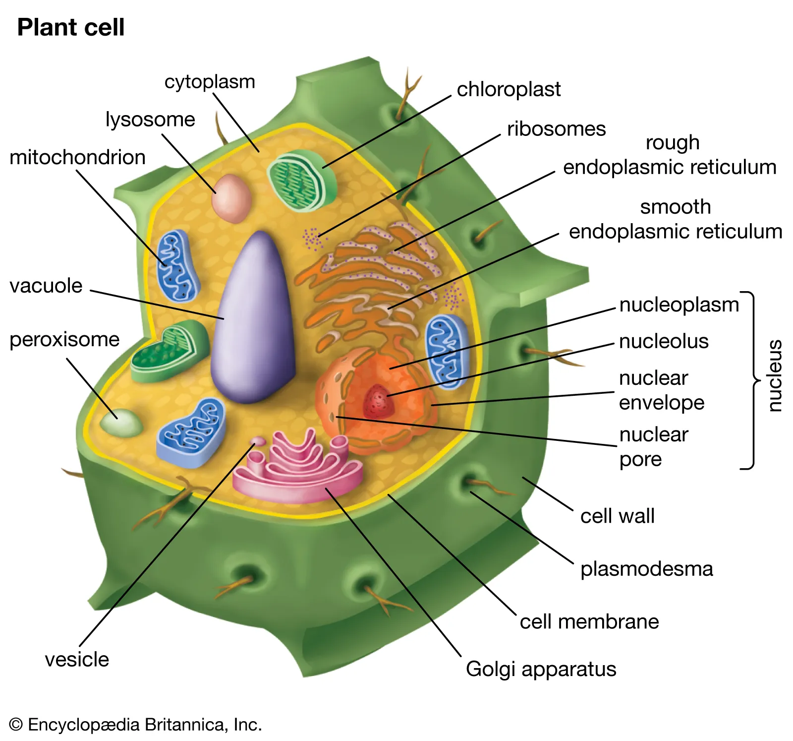 <p>found in plant cells (Rarely bacteria)</p><p>Supports and protects cells</p><p>Cell wall is made up of cellulose in PLANT CELLS.</p><p>Cell wall is made up of peptidoglycan in BACTERIA CELLS</p>