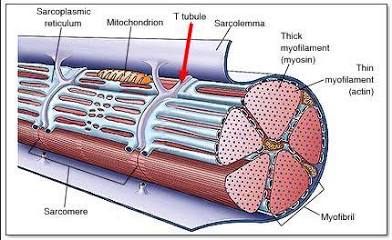 <p>Tunnel in from the surface toward the center of each muscle fiber.</p>