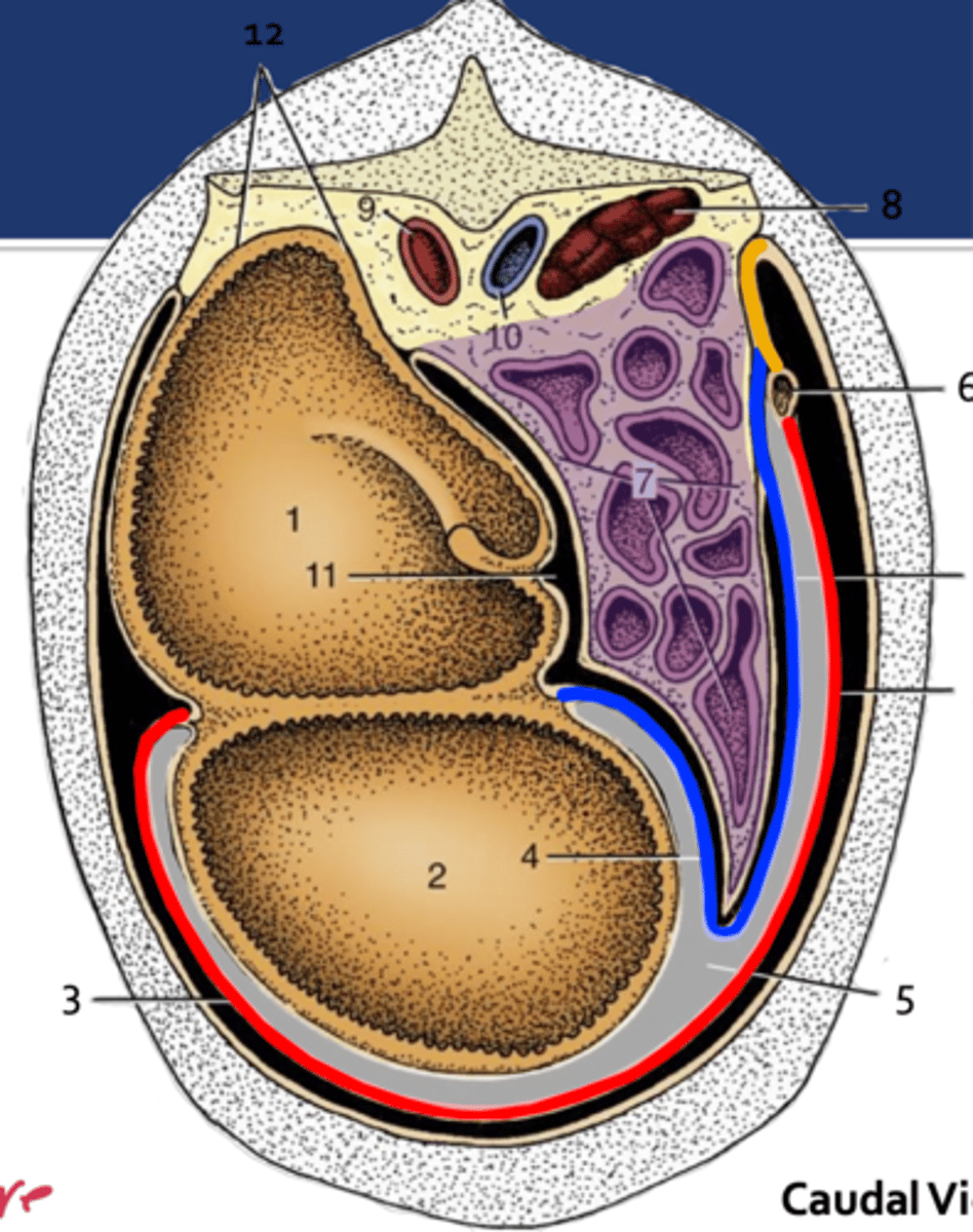 <p>what is located within the omental bursa</p>