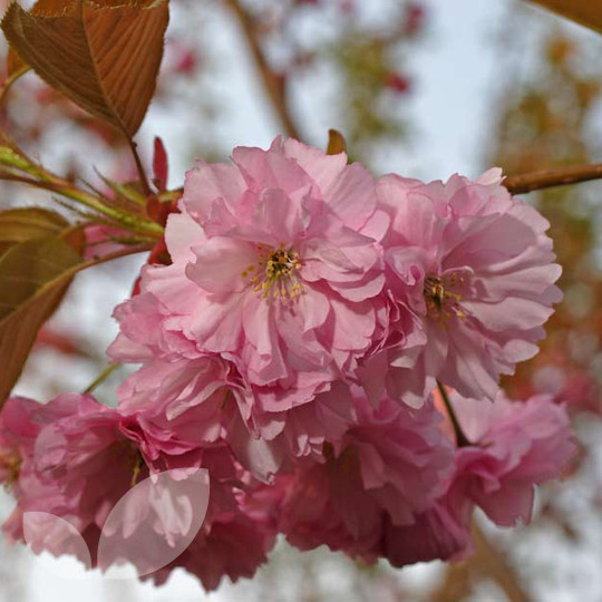 <p><strong>Cherry (<em>Prunus</em>)</strong></p><ul><li><p class="">Spring flowers: white or pink, five petals</p></li><li><p class="">Red bark</p></li><li><p class="">Horizontal lenticels on bark (dashed lines)</p></li><li><p class=""><em>Prunus kanzan</em>: double pink flowers</p></li></ul><p></p>