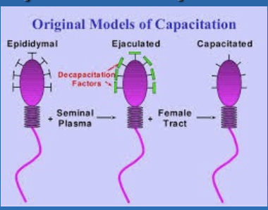 <p>must be in female tract for 4-8 hours</p>