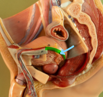 <p>Identify what the highlight/pointed to portion of the model is called.</p>