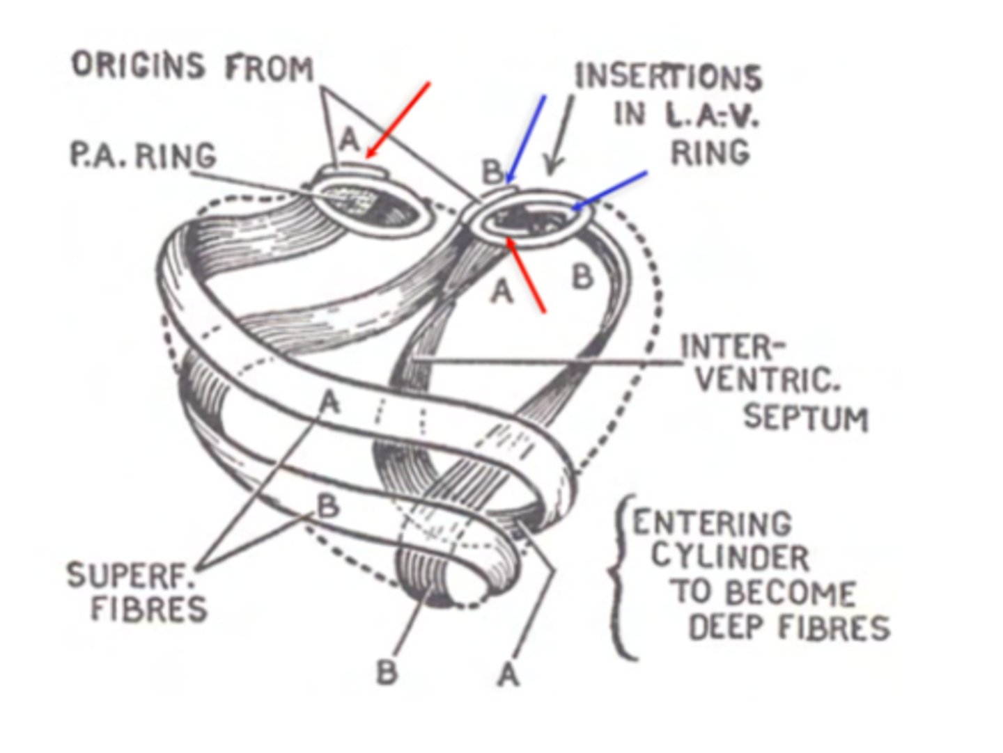 <p>Start at one ring of the cardiac skeleton and finish at the other. </p><p>Form the interventricular septum</p>