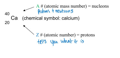 <p>atomic mass number (A)</p>