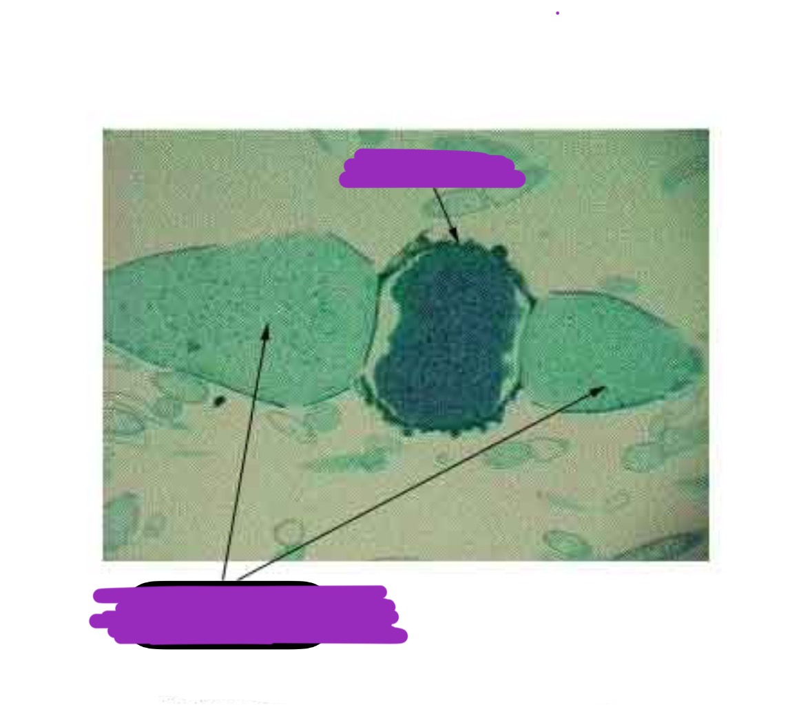 <p>Label + Identify (Domain, Kingdom, Clade, What is it?) + Haploid or Diploid</p>