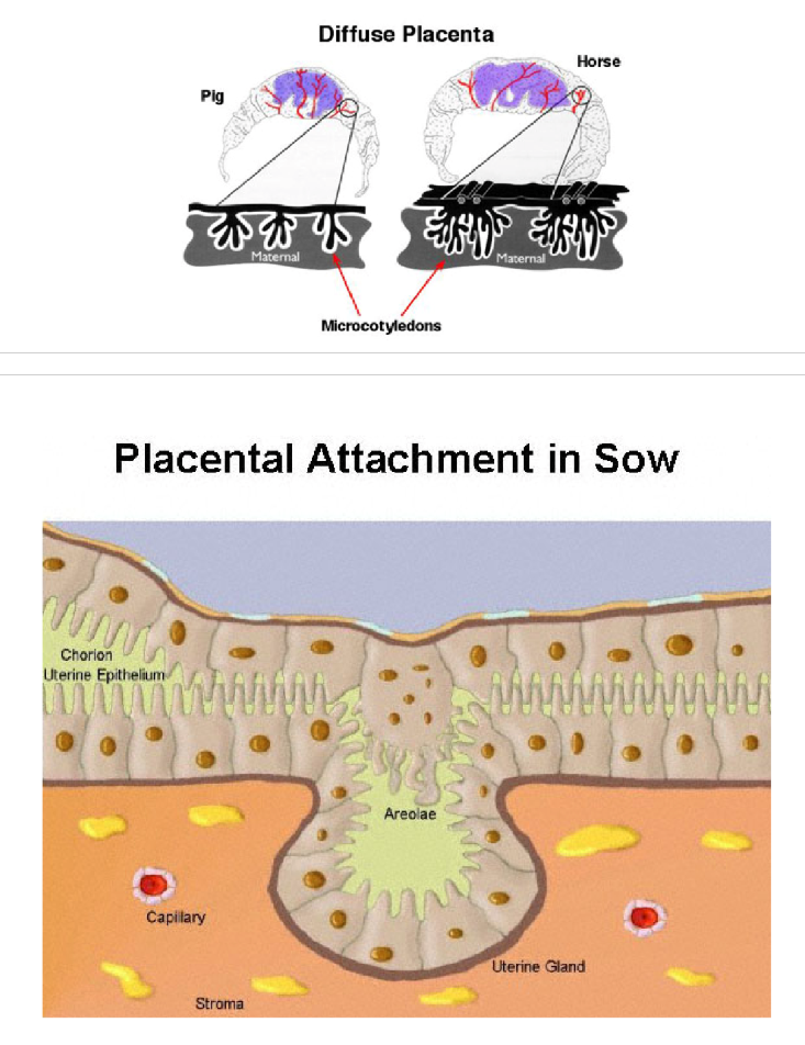fetal side, chorionic villi in the center, maternal side