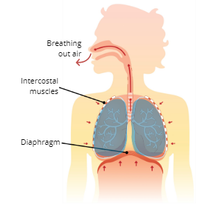 Explain the Process of Exhalation (Expiration