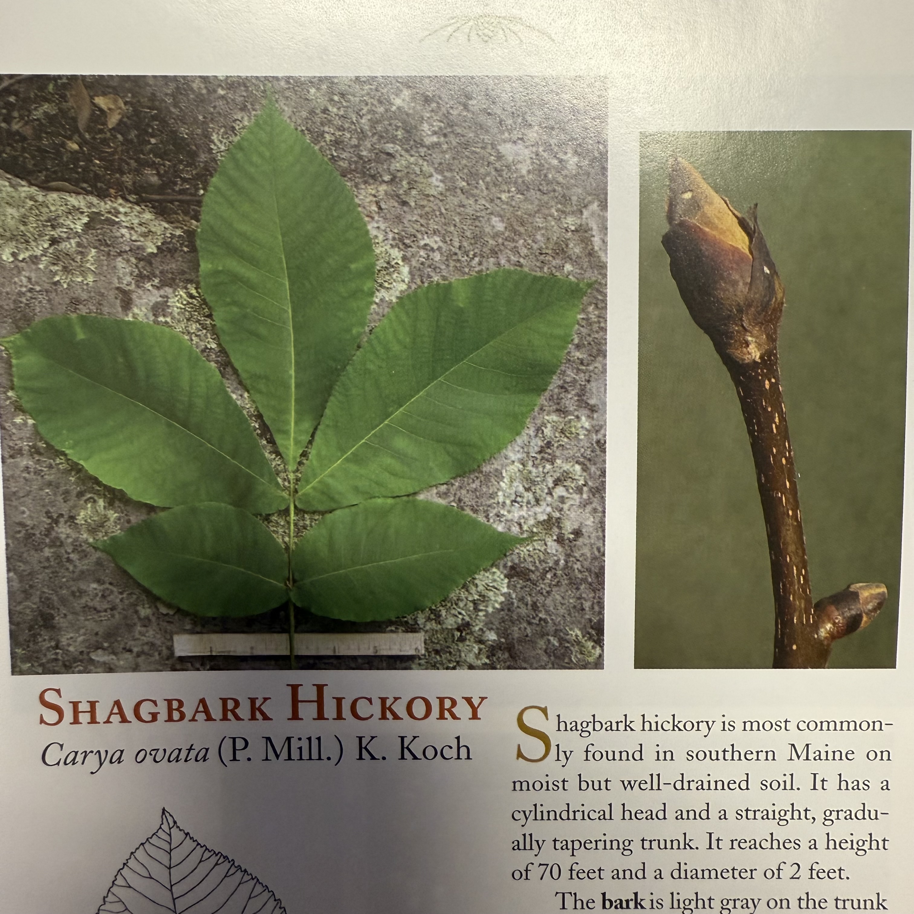<p>shagbark hickory</p>