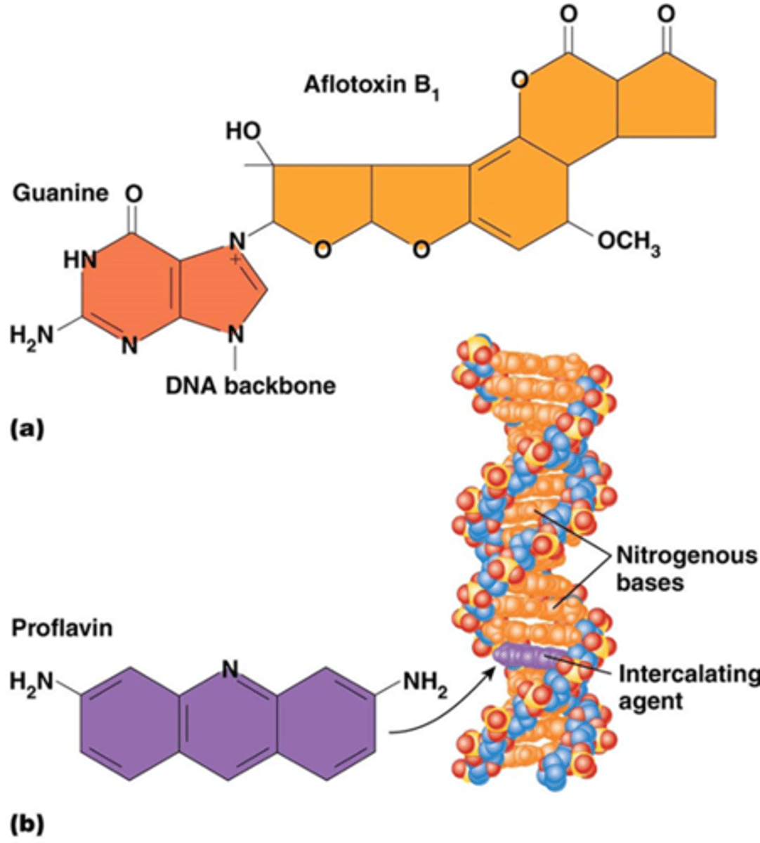 <p>Ringbase-analogen Bv. 5’-bromo-deoxyuridine = een uracil-analoog dat ingecorporeerd gaat worden</p><p>->een tautomeer ontstaat </p><p>->verkeerde basenparing (mutatie)</p><p>Base-modificerende agentia</p><p>Bv. aflatoxine: leidt tot depurinering tgv verzwakking binding met deoxyribose. Sommige agentia blokkeren DNA polymerase. (zie foto)</p><p>Intercalerende agentia induceren deleties of invoegingen (inserties) in DNA (bv. ethidium bromide of proflavine)</p>