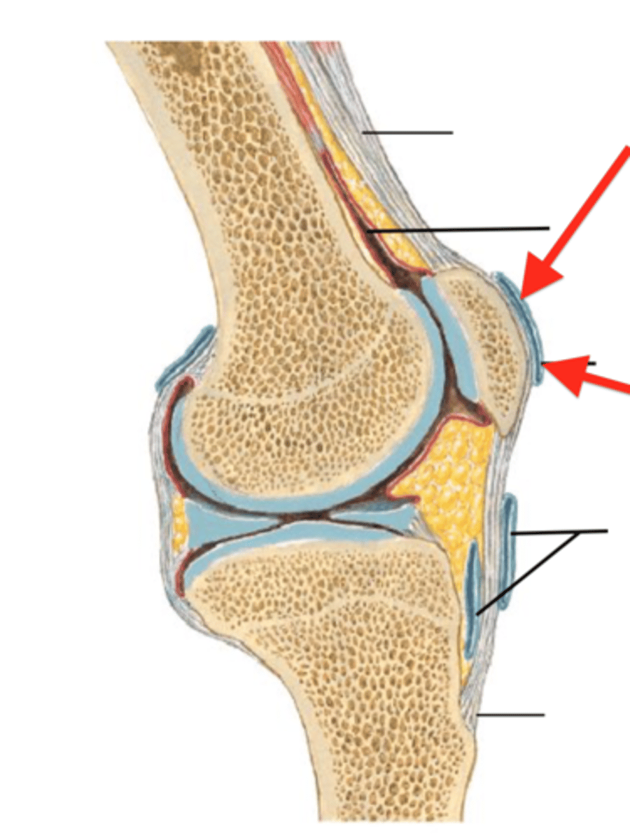 <p>identify, function</p>