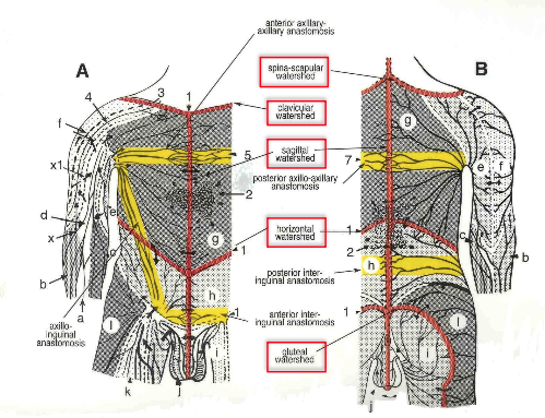 <p>theoretical boudnary b/w lymphatic territories d/t scarcity of lymphatic vessels; areas that are crossed by the lymphatic capillaries but not the deep collectors</p><ul><li><p>median sagittal</p></li><li><p>transverse</p></li><li><p>clavicular</p></li><li><p>spine of scapula</p></li><li><p>chaps (gluteal)</p></li></ul><p></p>
