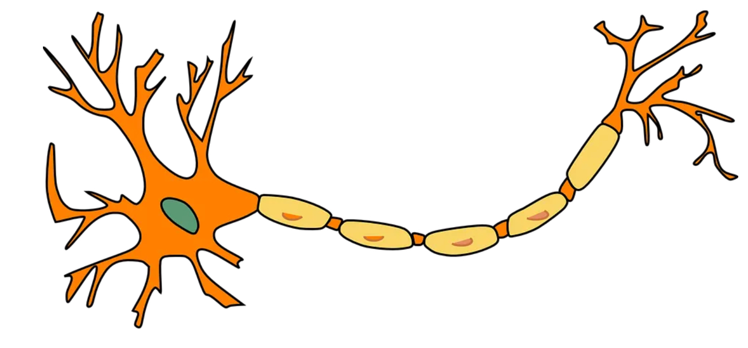 <p>Label the neurone </p>