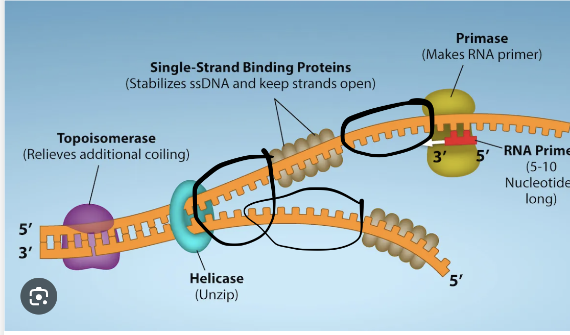 <p>Nucleoside Triphosphates</p>