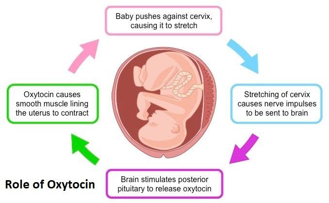 <p>Contractions are sent to the hypothalamus, where a signal is sent to the posterior pituitary gland to secrete oxytocin to stimulate stronger labour contractions of the uterus. Prostaglandin is also triggered to assist in labour contractions.</p>