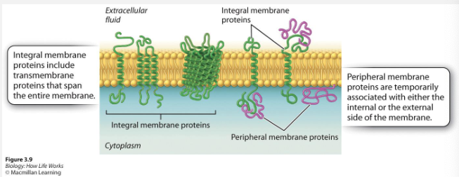 <p>Proteins that are permanently embedded in the membrane and can’t be removed without damaging it</p><p></p><p>Partially or fully inside membrane</p>