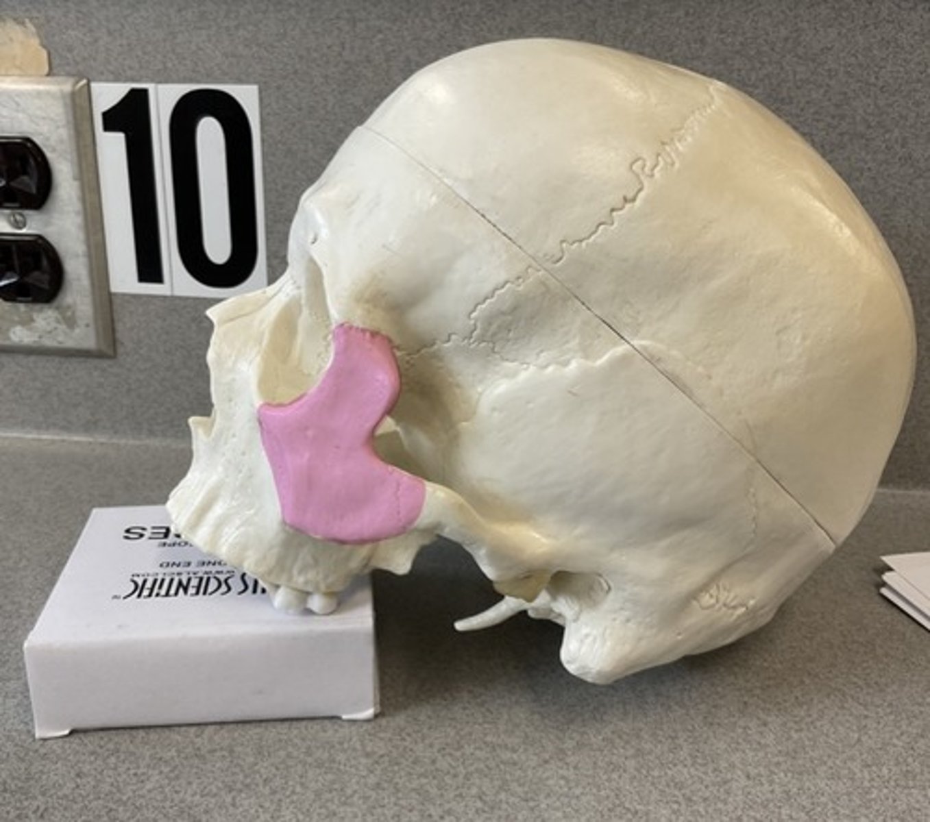 knowt flashcard image