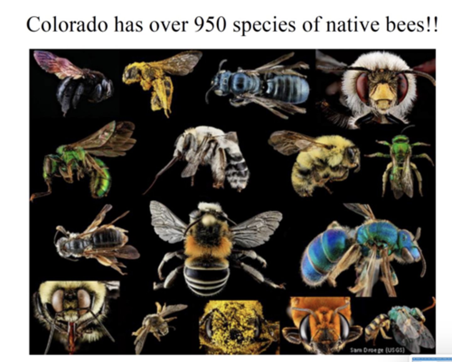 <p>- Over 80% of the world's flowering plants rely on pollinators in order to reproduce</p><p>- $34 billion value of the impact of insect pollinators</p><p>- 35% of food crops around the world depend on pollinators</p><p>- Supports other ecosystem services, including biodiversity, plant growth, soil erosion prevention, and carbon sequestration.</p><p>- There are 4,000 species of wild bees in the US. 946 native to Colorado</p><p>We want to protect our pollinators, and one way we can do that is by ensuring POP's are not prevalent in the environment.</p>