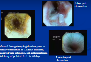 <p><span style="background-color: transparent;">Esophageal Obstruction (Choke)</span></p>