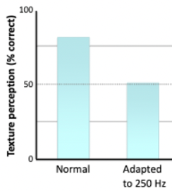 <p>turning off people’s ability to detect vibrations to see if they were still having the same results of telling the differences between different grids of sandpapers.</p><ul><li><p>When exposing them to 6 minutes of 250 Hz of vibration the PC cells adapted because they were overwhelmed which caused them to not be able to feel the vibrations anymore and not be able to tell the difference between the sandpapers</p></li></ul><p></p>