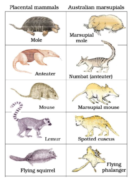 <ul><li><p><u><mark data-color="yellow" style="background-color: yellow; color: inherit;">Parallel evolution</mark></u> is when two or more closely related species independently evolve similar traits in response to similar environmental pressures. This process highlights how similar selective forces can lead to comparable evolutionary outcomes in different lineages that share a common ancestor (more closely related but environments still influence).</p></li><li><p><strong>Examples:</strong></p><ul><li><p><strong>Old World and New World monkeys</strong>&nbsp;both developed similar body forms, opposable thumbs, and social behaviors — even though they evolved on different continents (Africa/Asia vs. South America) and evolved separately for millions of years.</p></li><li><p><strong>Marsupial and placental mammals </strong>(like the marsupial sugar glider in Australia and the placental flying squirrel in North America) both evolved flaps of skin for gliding, even though they belong to different mammalian lineages.</p></li></ul></li></ul><p></p>