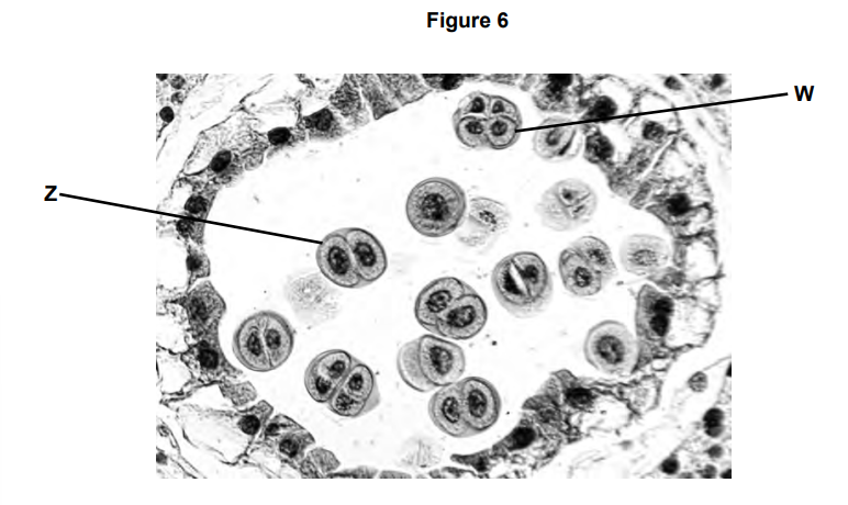 <p><strong>Figure 6</strong> shows an image from an optical microscope of meiosis occurring in a flower bud of a flowering plant. <strong>W</strong> and <strong>Z </strong>are undergoing meiosis.</p><p>Explain the appearance of <strong>W </strong>and <strong>Z </strong>(4)</p>