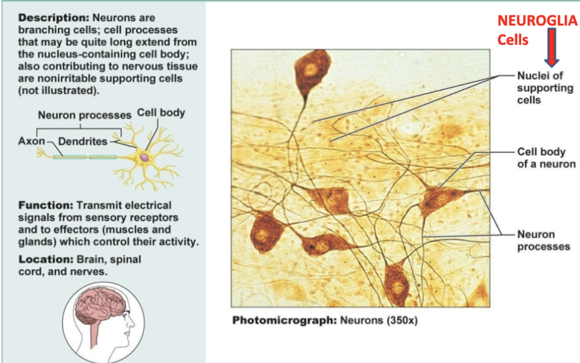 <p>Neurons are branching cells containing cell body. Functions to transmit electrical signals from sensory receptors and to effectors which control their activity. Located in brain, spinal cord, and nerves</p>