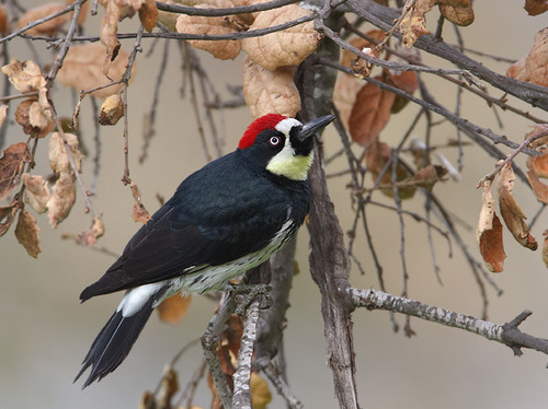 <p>Order: Piciformes Family: Picidae</p>