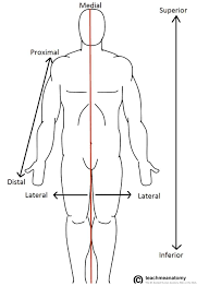 <p>Anatomical Position</p>