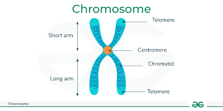 <p>Long, coiled strands of DNA containing GENES which code for the PROTEINS that make up living orgsanisms. Found in the cell nucleus.</p>