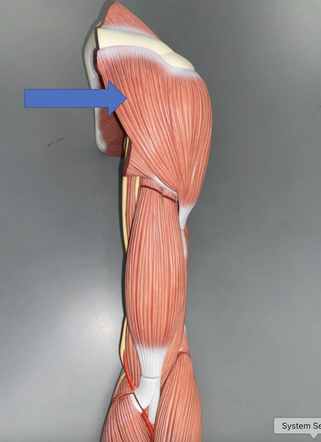 <p>muscle name & action</p>