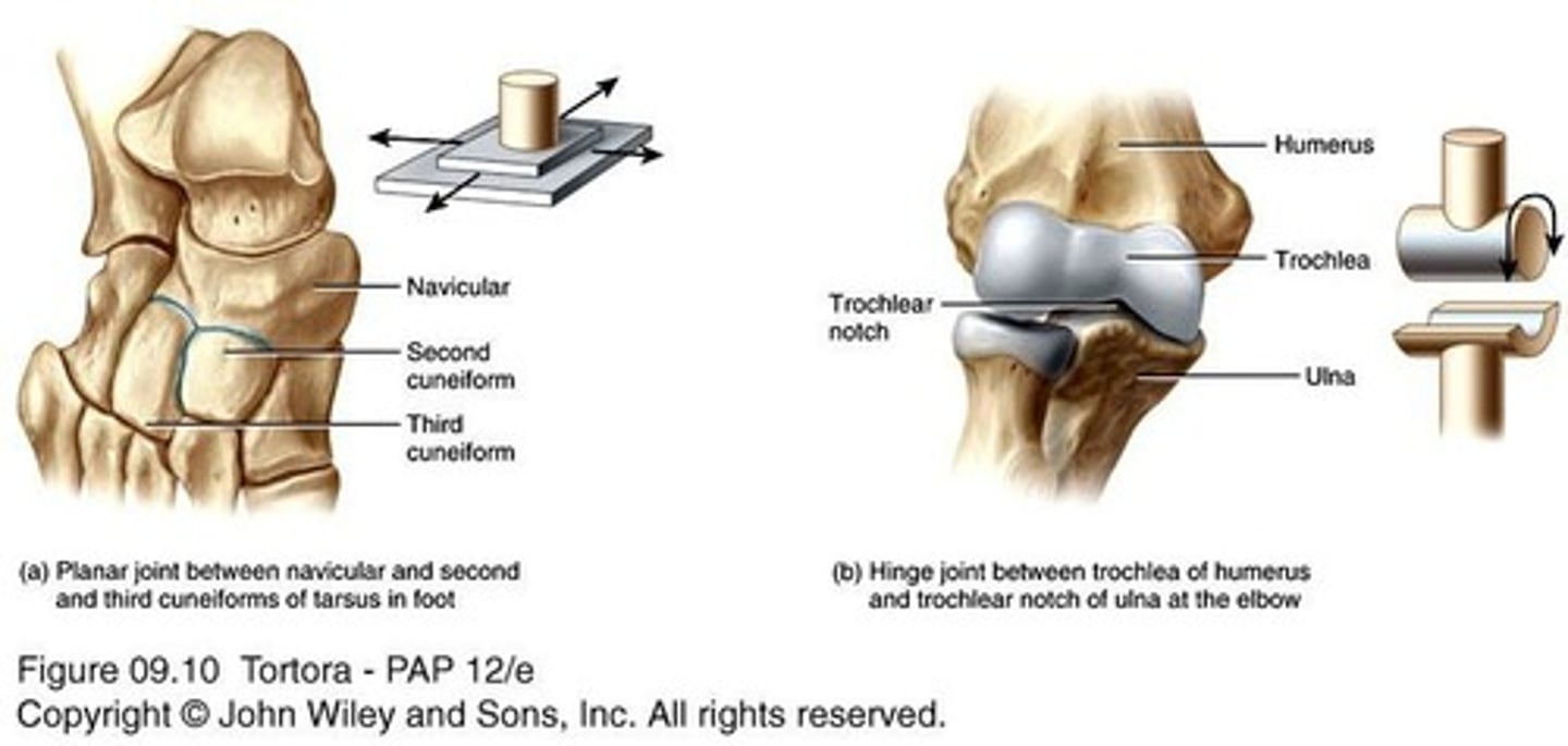 <p>Allow back-and-forth and side-to-side movements; examples include intercarpal and intertarsal joints.</p>