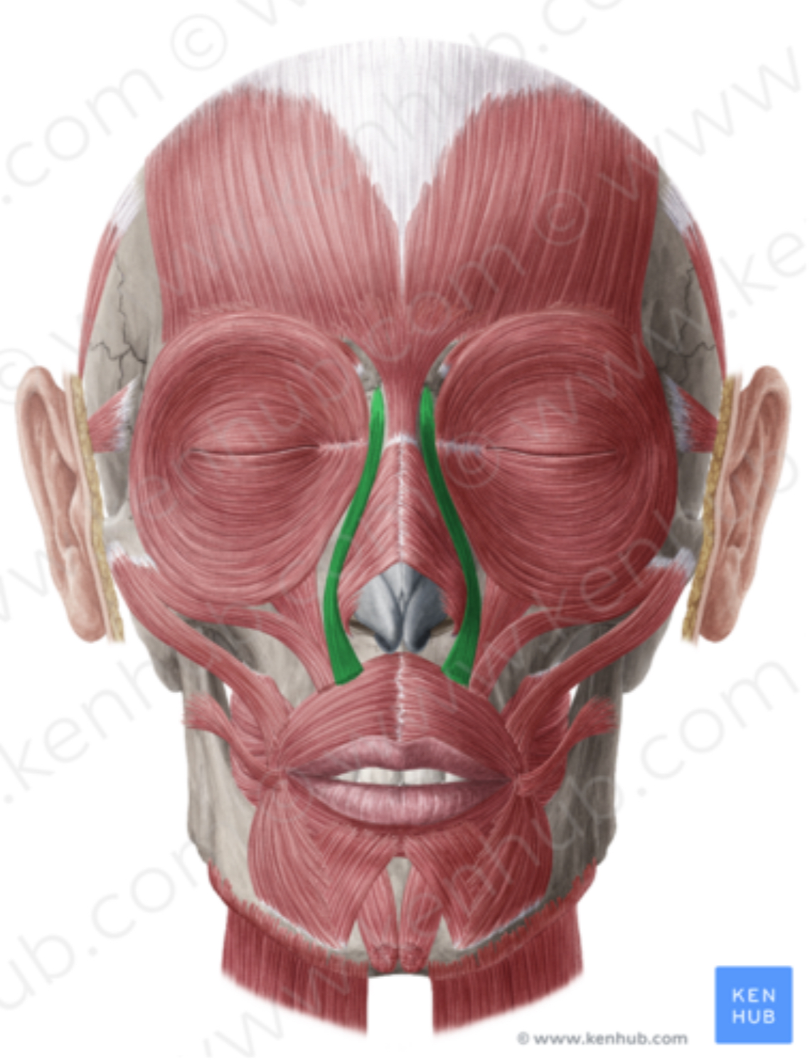 <p>what muscle is this?</p>