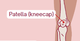 <p><span>Kneecap</span></p>